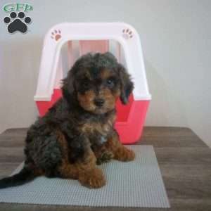 Teddy, Miniature Poodle Puppy